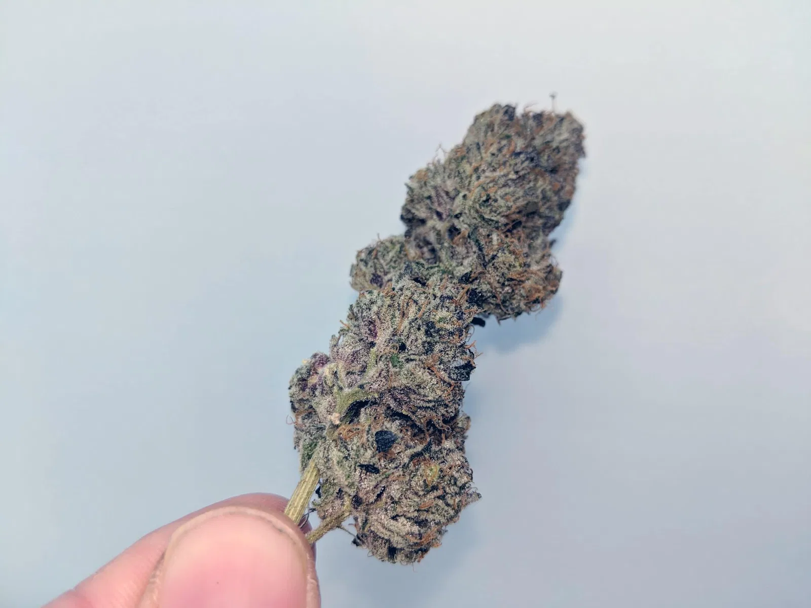 Ice Cream Cake cannabis flower from the original UK review archive.