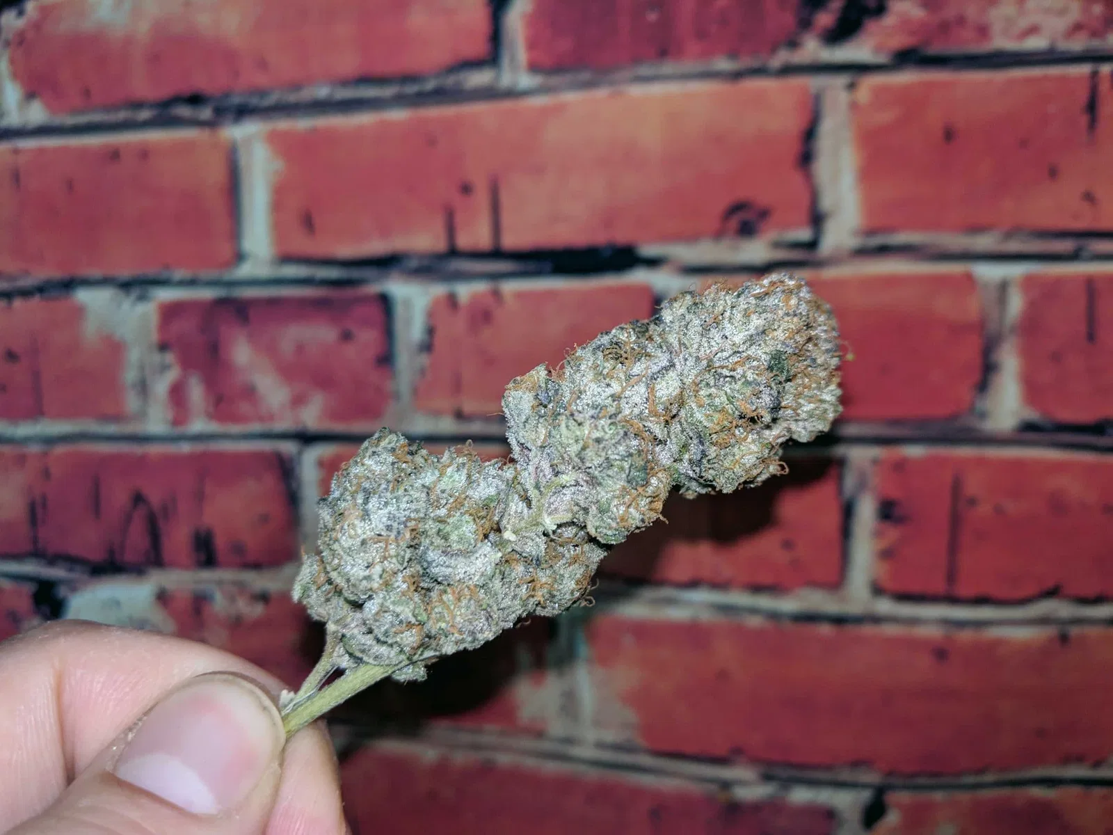 Ice Cream Cake cannabis flower from the original UK review archive.