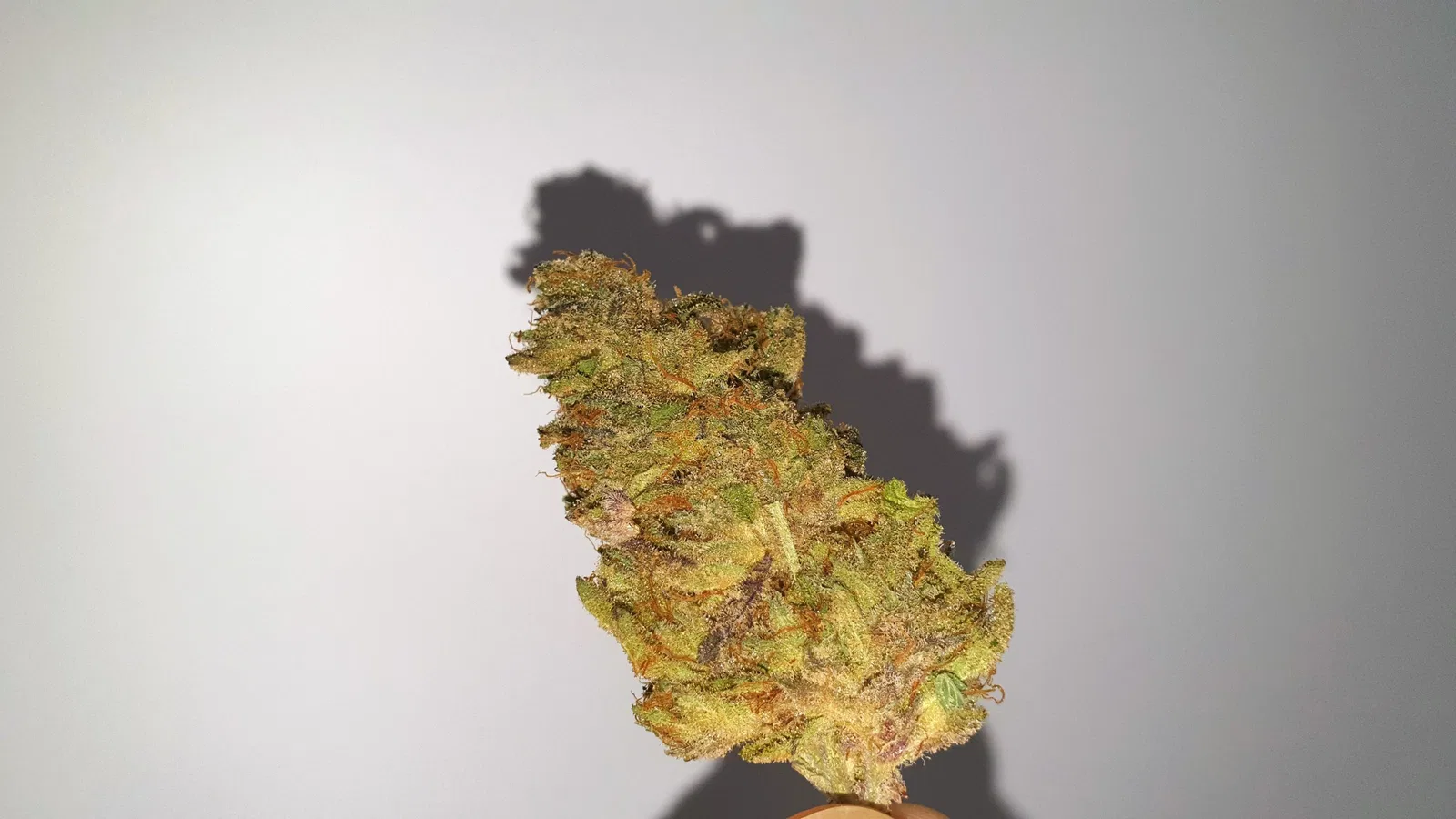 Jaffacito cannabis flower from the original UK review archive.