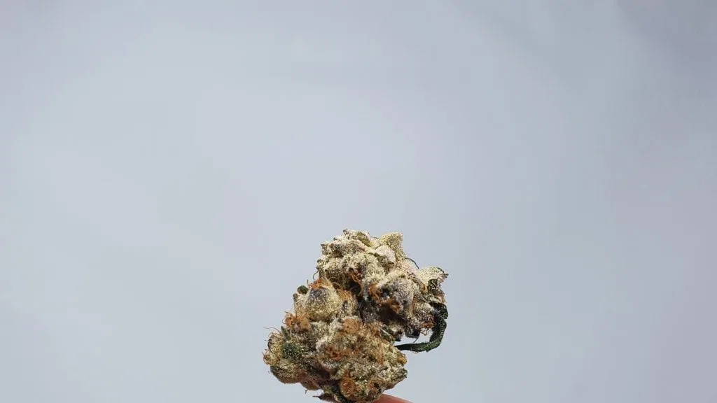 Kent Valley Kush cannabis flower from the original UK review archive.
