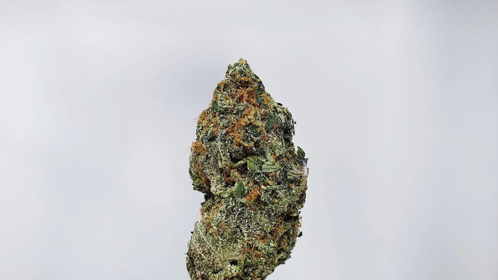 Kosherberriez cannabis flower, shown as a similar-cultivar reference for Shoreline; not Shoreline