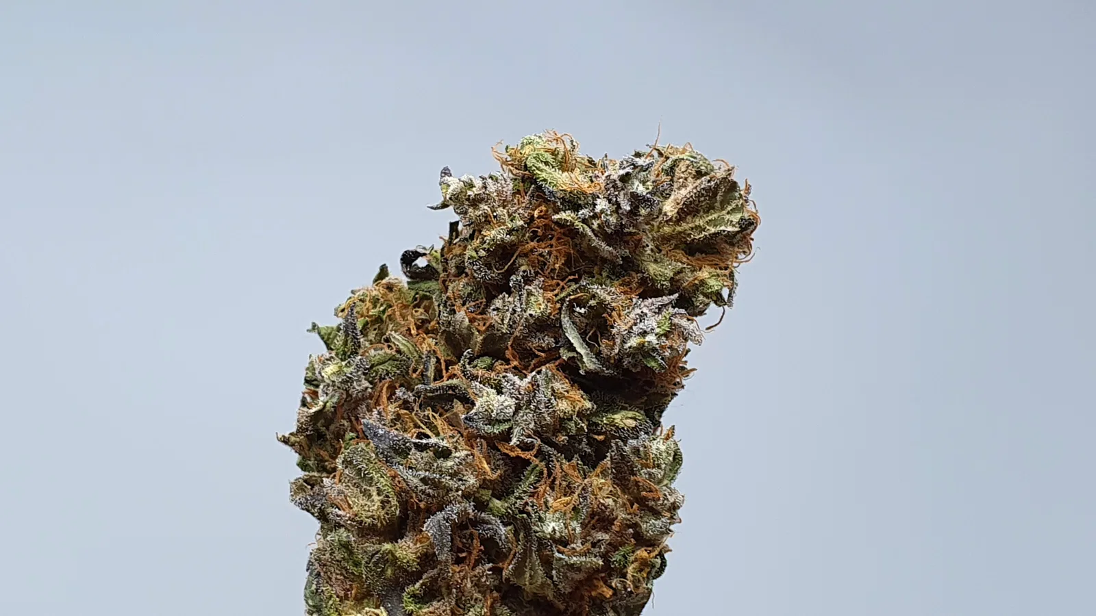 Kurokush cannabis flower, shown as a similar-cultivar reference for RS12; not RS12