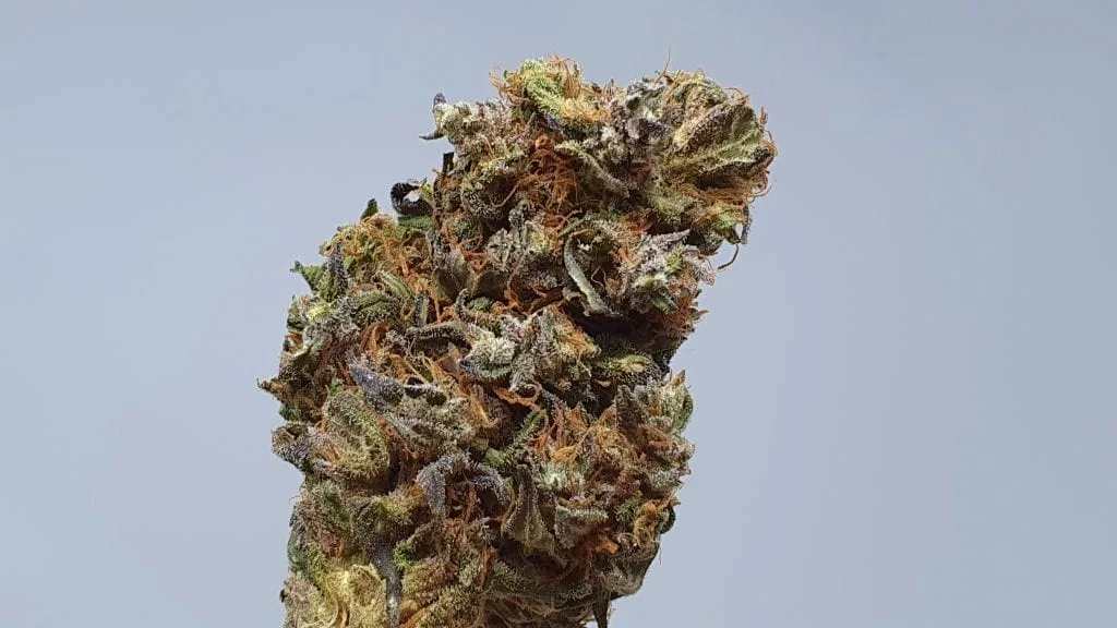Kurokush cannabis flower from the original UK review archive.