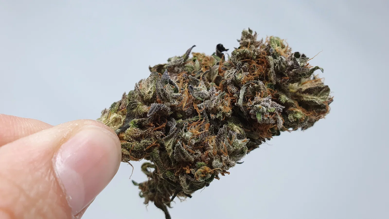 Kurokush cannabis flower from the original UK review archive.