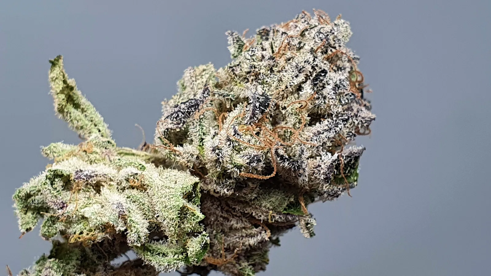 Lemon Lime Pie cannabis flower from the original UK review archive.