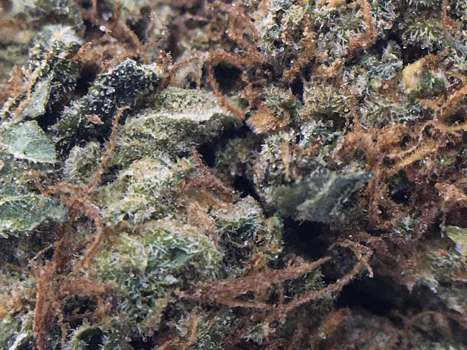 LSD cannabis flower from the original UK review archive.