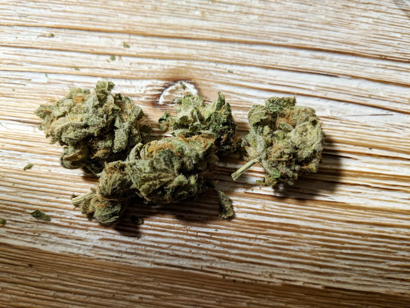 Mataro Blue cannabis flower, shown as a similar-cultivar reference for Gastro Pop; not Gastro Pop