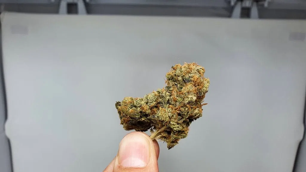 Melon Face cannabis flower from the original UK review archive.