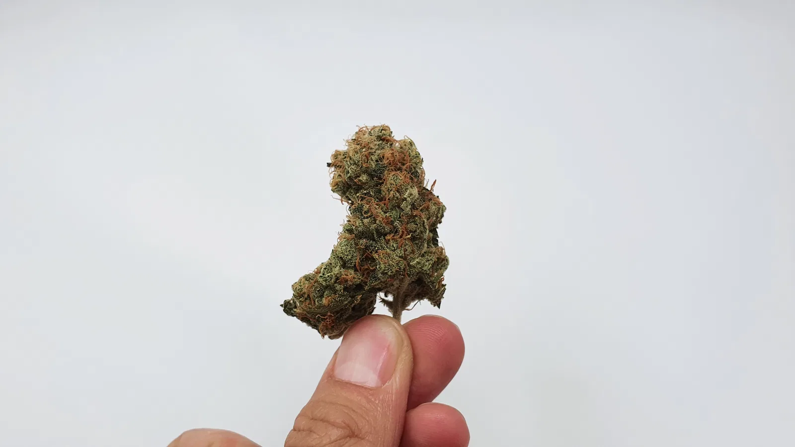 Melon Face cannabis flower from the original UK review archive.