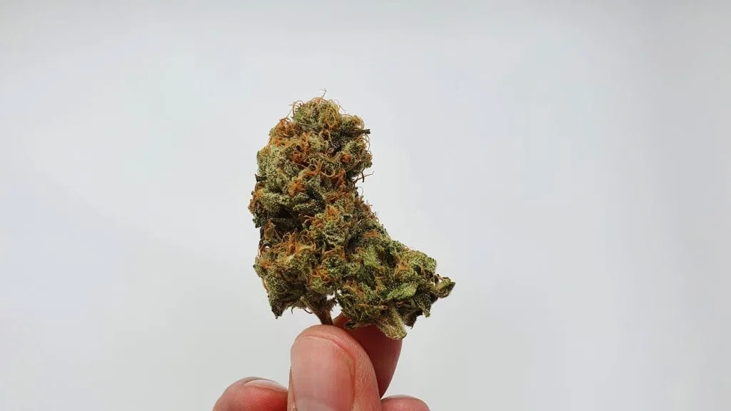 Melon Face cannabis flower from the original UK review archive.
