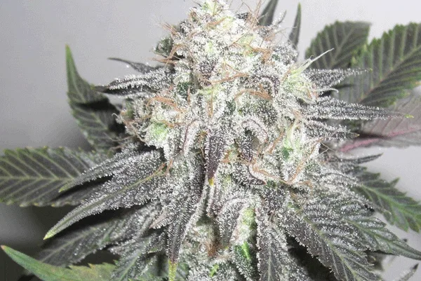 Nebula cannabis flower, shown as a similar-cultivar reference for MK Ultra; not MK Ultra