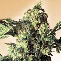 Northern Lights cannabis flower, shown as a similar-cultivar reference for ACDC; not ACDC
