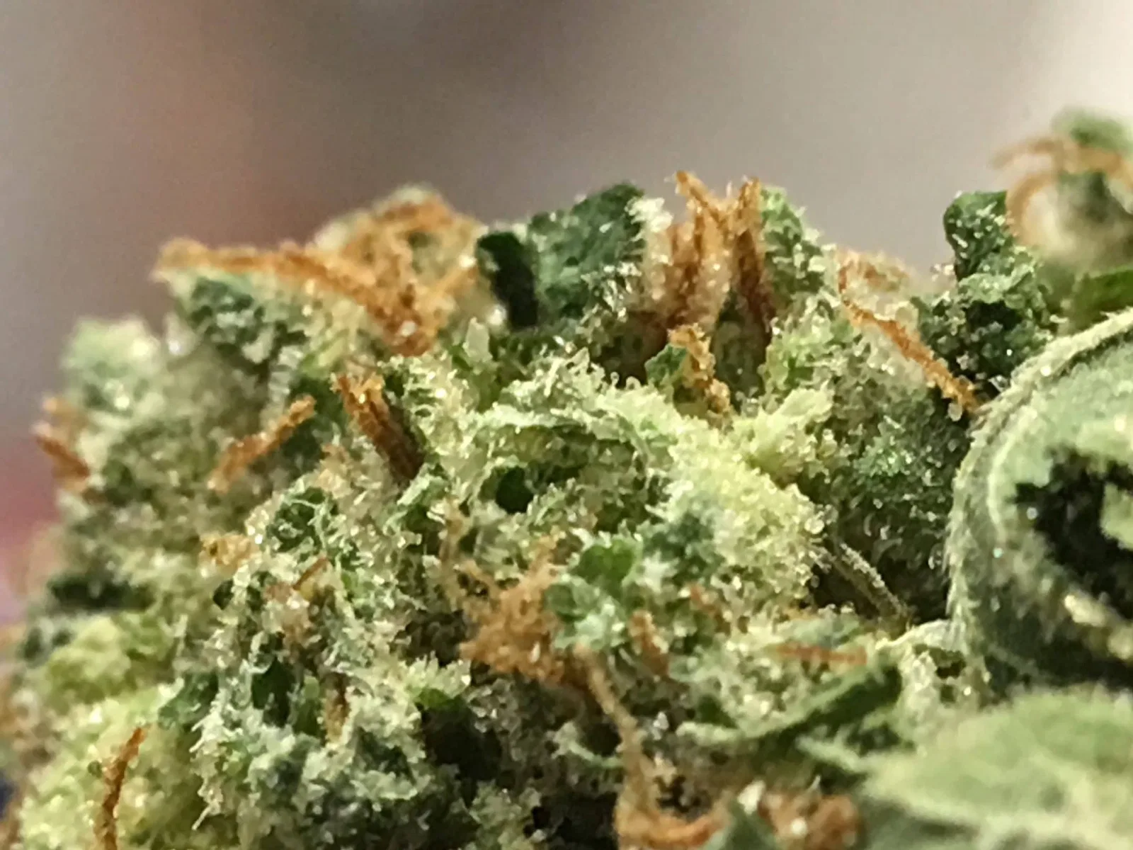 OG #18