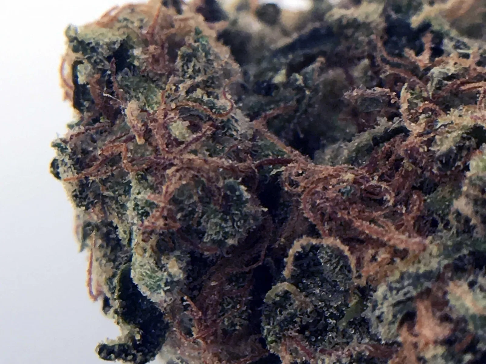 OG Reek’n cannabis flower from the original UK review archive.