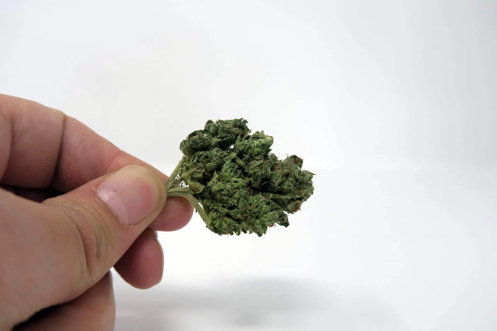 Orange Diesel V3 [ODV3] cannabis flower from the original UK review archive.