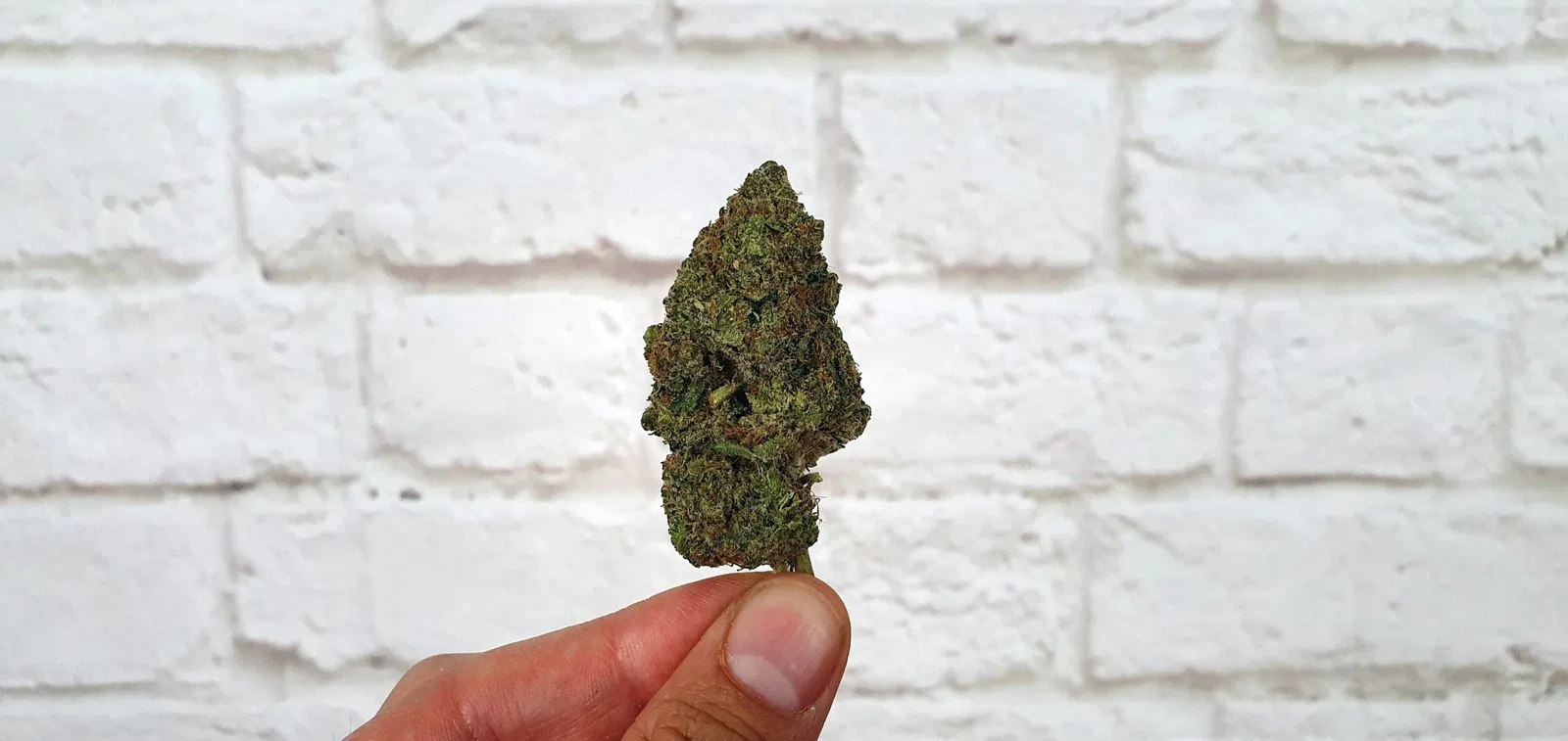 Orange Slush cannabis flower from the original UK review archive.