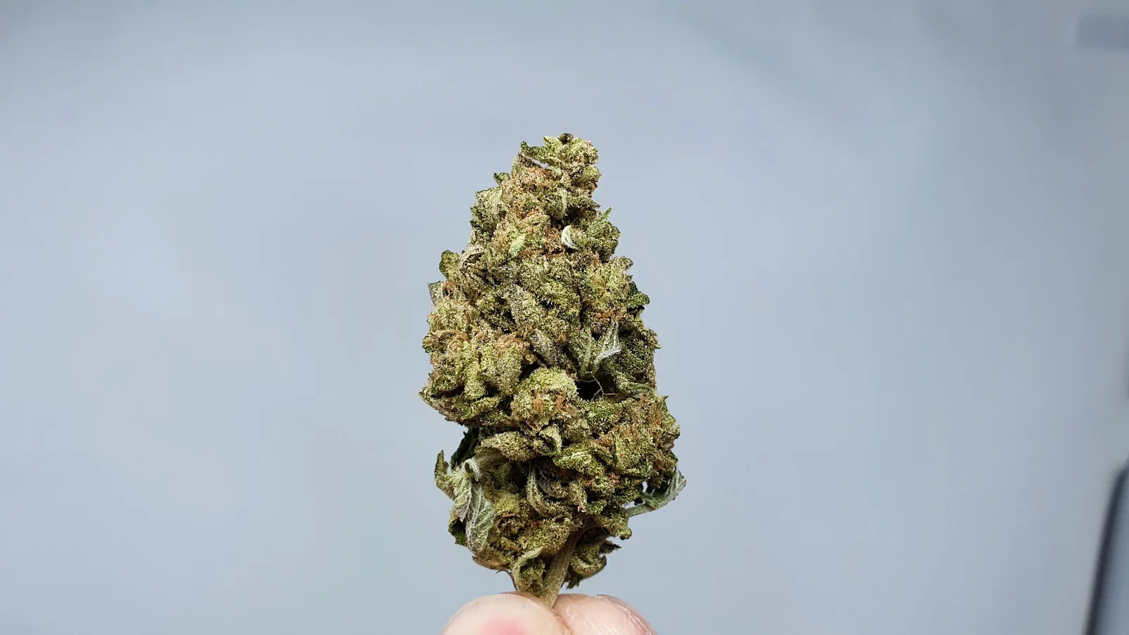 Phantom OG cannabis flower from the original UK review archive.