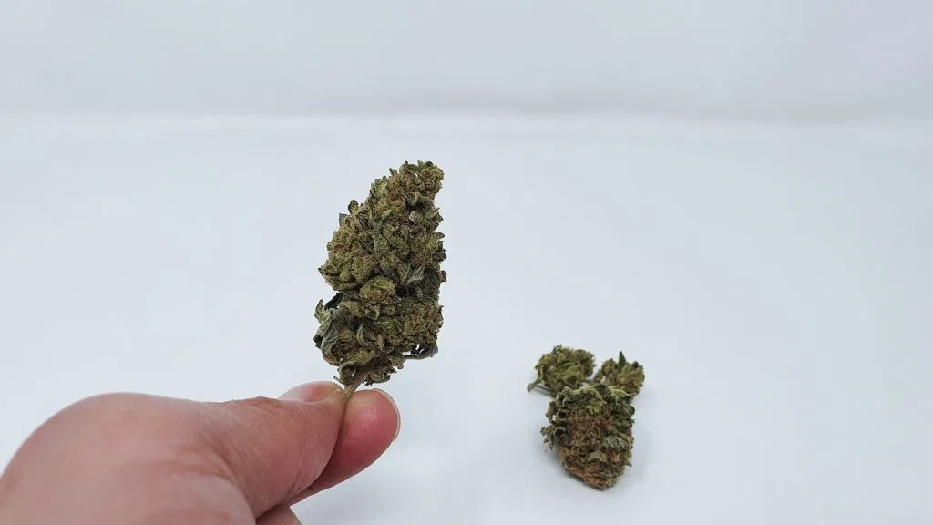 Phantom OG cannabis flower from the original UK review archive.