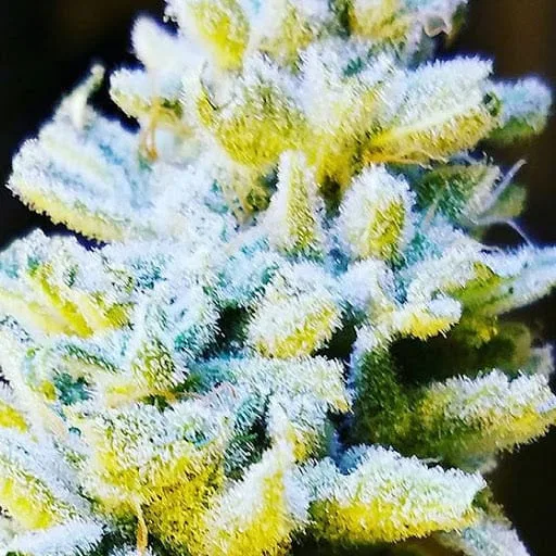 Platinum Jelly cannabis flower, shown as a similar-cultivar reference for Orange Cake; not Orange Cake