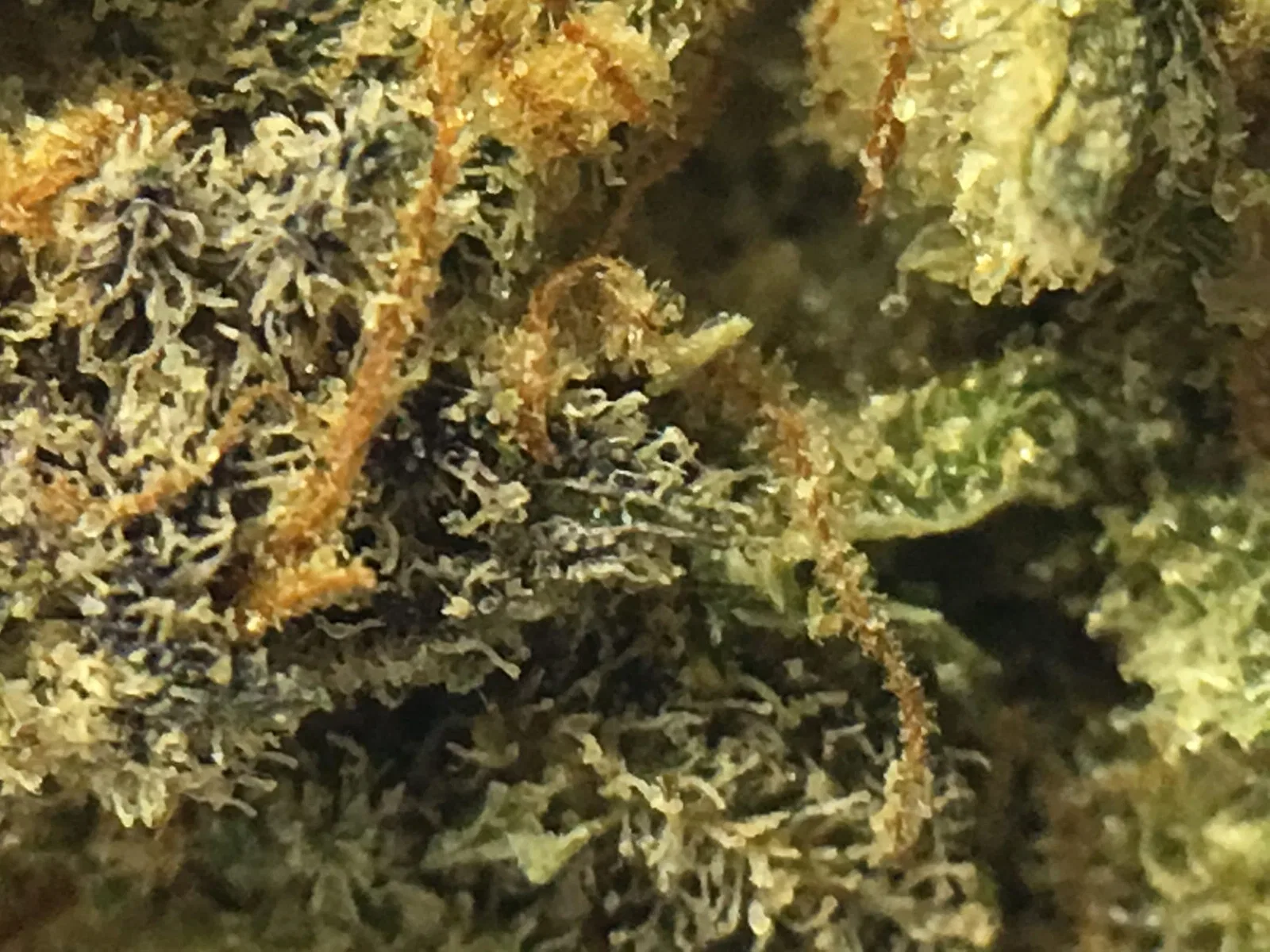 Purple Mother of Berries cannabis flower from the original UK review archive.