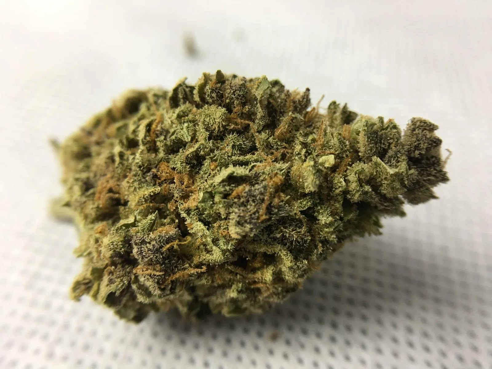 Purple Mother of Berries