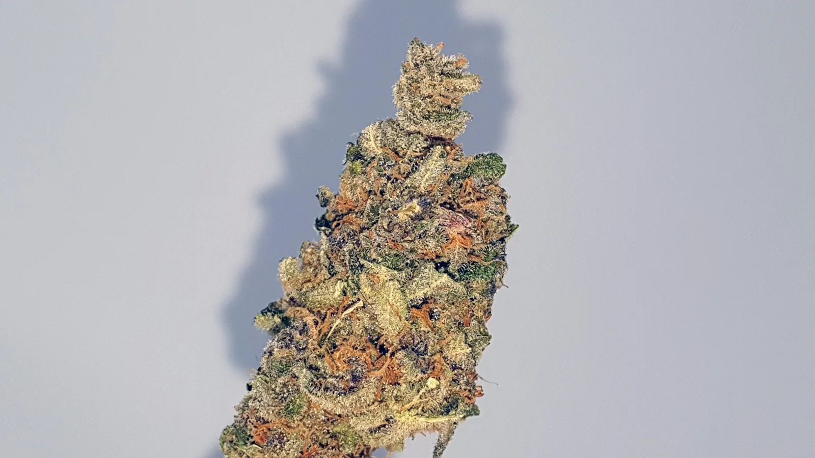 Purple Punch