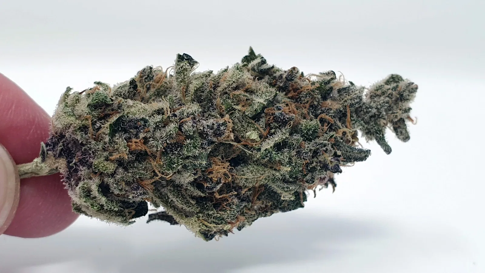 Purple Punch cannabis flower from the original UK review archive.
