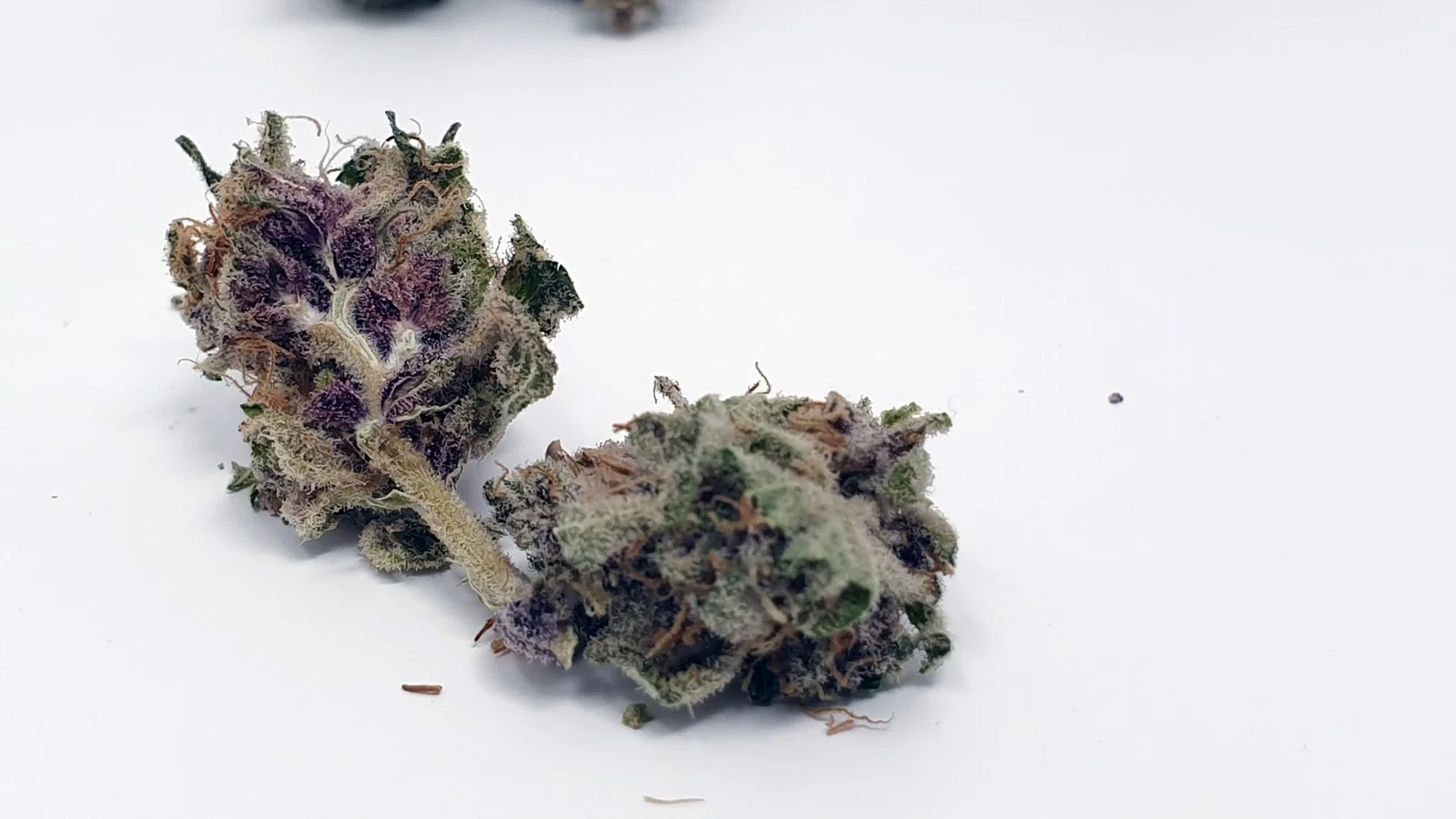 Purple Punch cannabis flower from the original UK review archive.