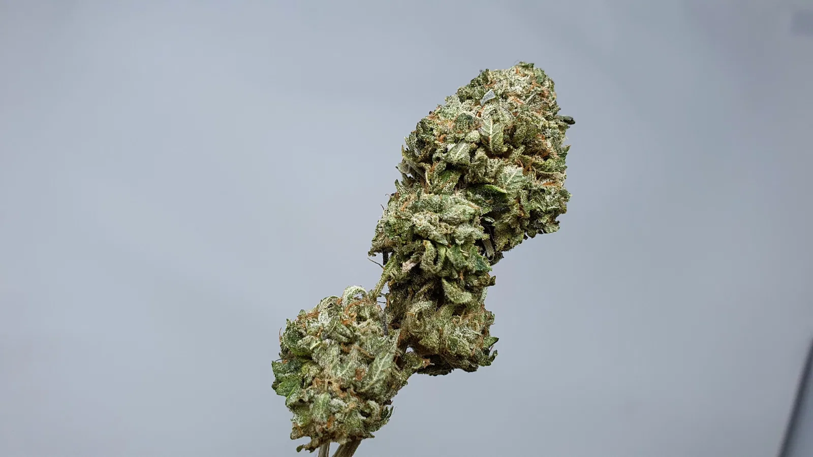 Rainbow Belts cannabis flower from the original UK review archive.