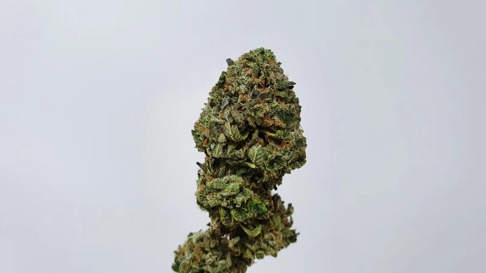 Rainbow Belts cannabis flower from the original UK review archive.