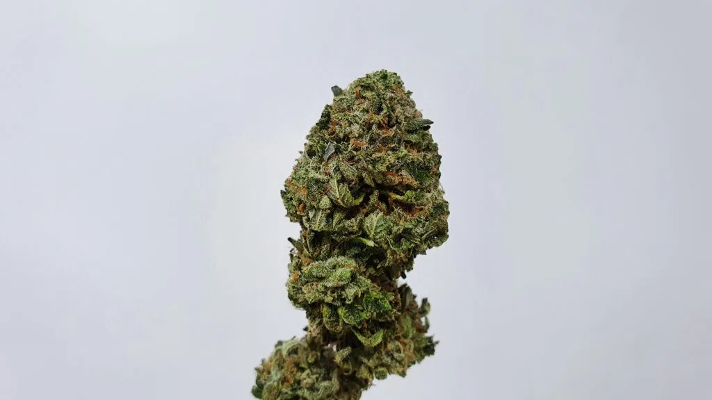 Rainbow Belts cannabis flower from the original UK review archive.