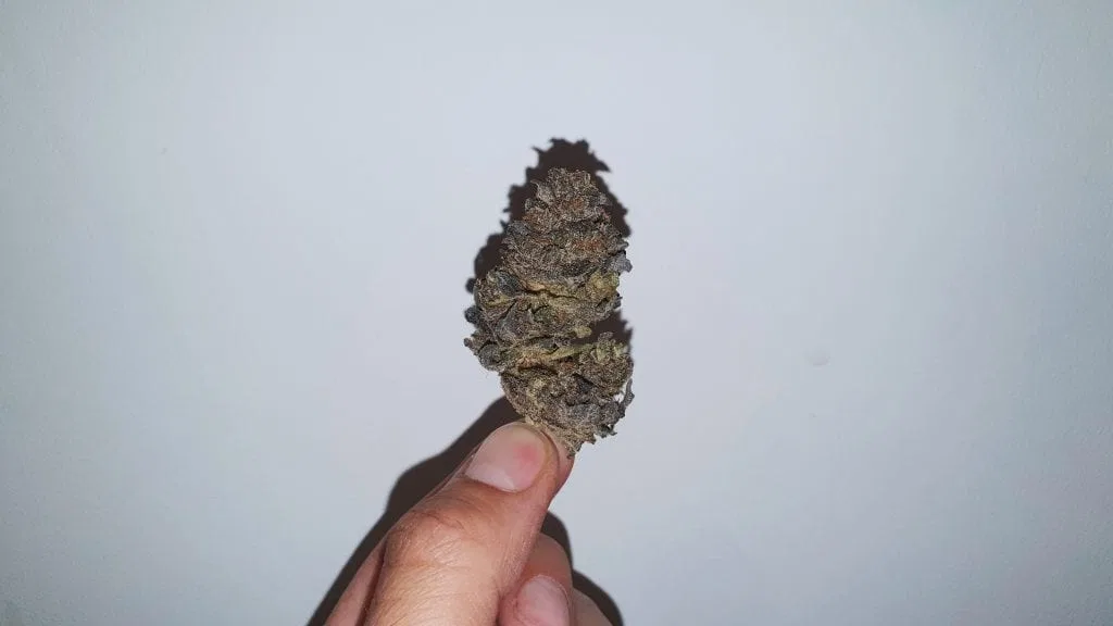 Sherb Crasher cannabis flower from the original UK review archive.