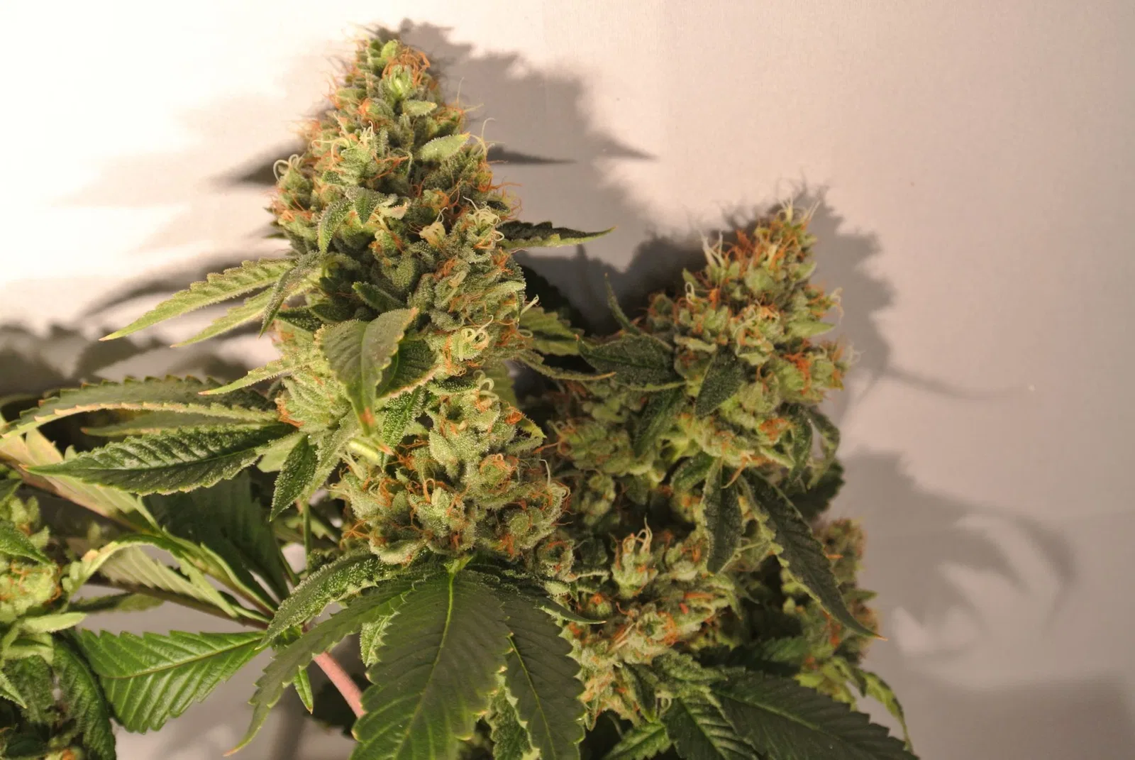 Skywalker OG