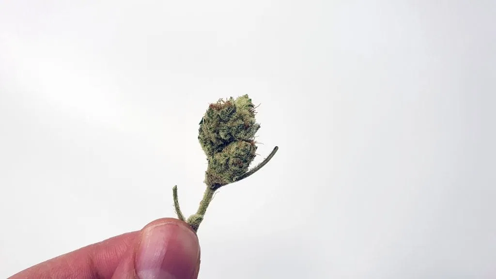 Slurricane cannabis flower from the original UK review archive.