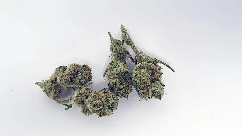 Slurricane cannabis flower, shown as a similar-cultivar reference for Peanut Butter Breath; not Peanut Butter Breath