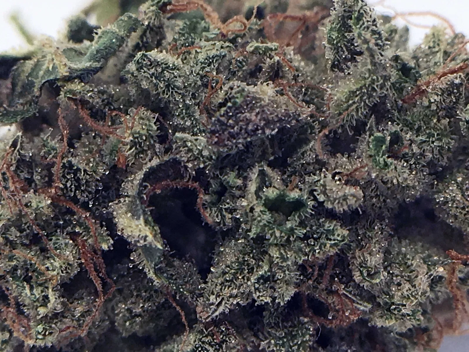 Sour Diesel Haze cannabis flower from the original UK review archive.