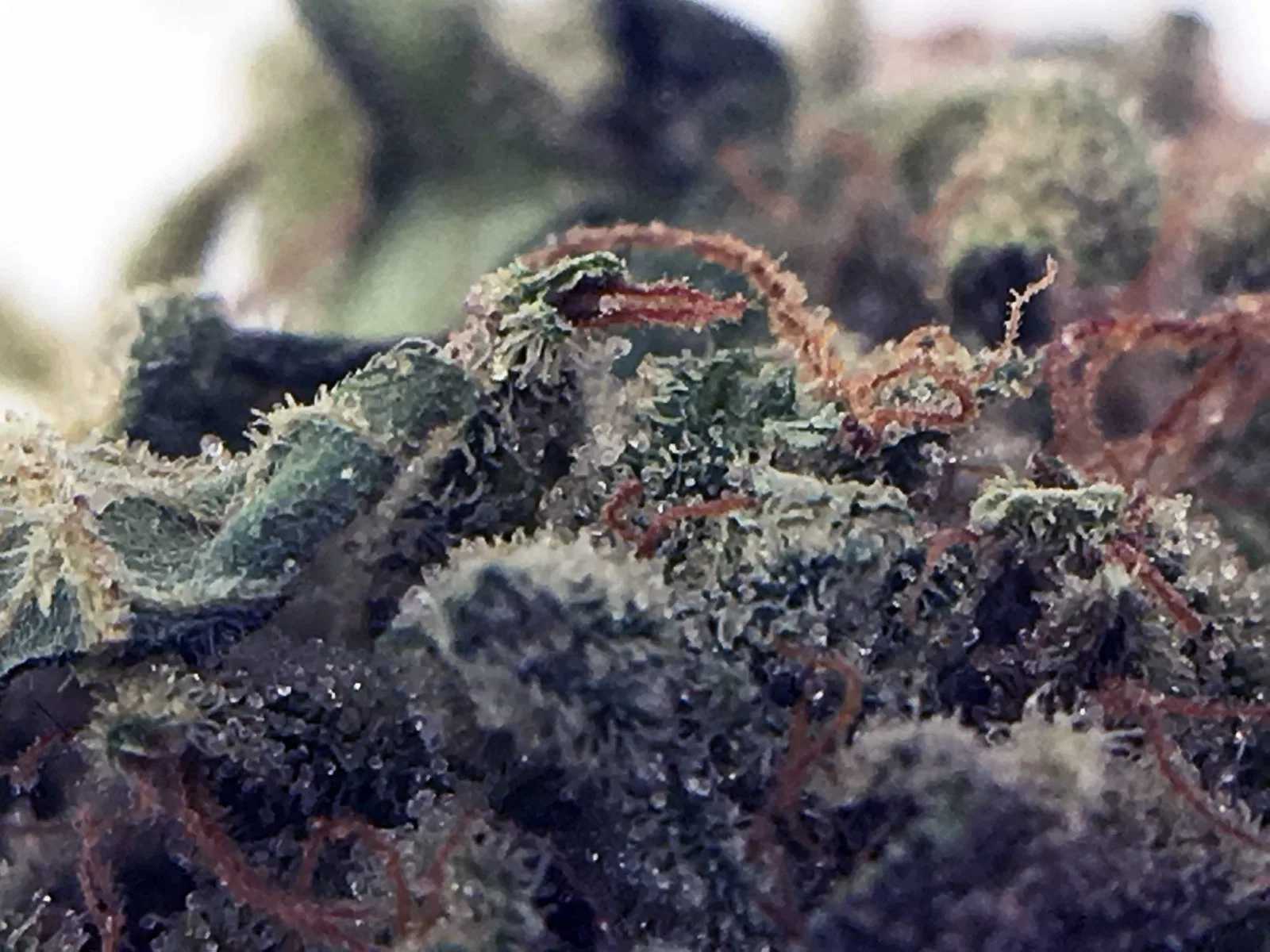 Sour Diesel Haze cannabis flower from the original UK review archive.