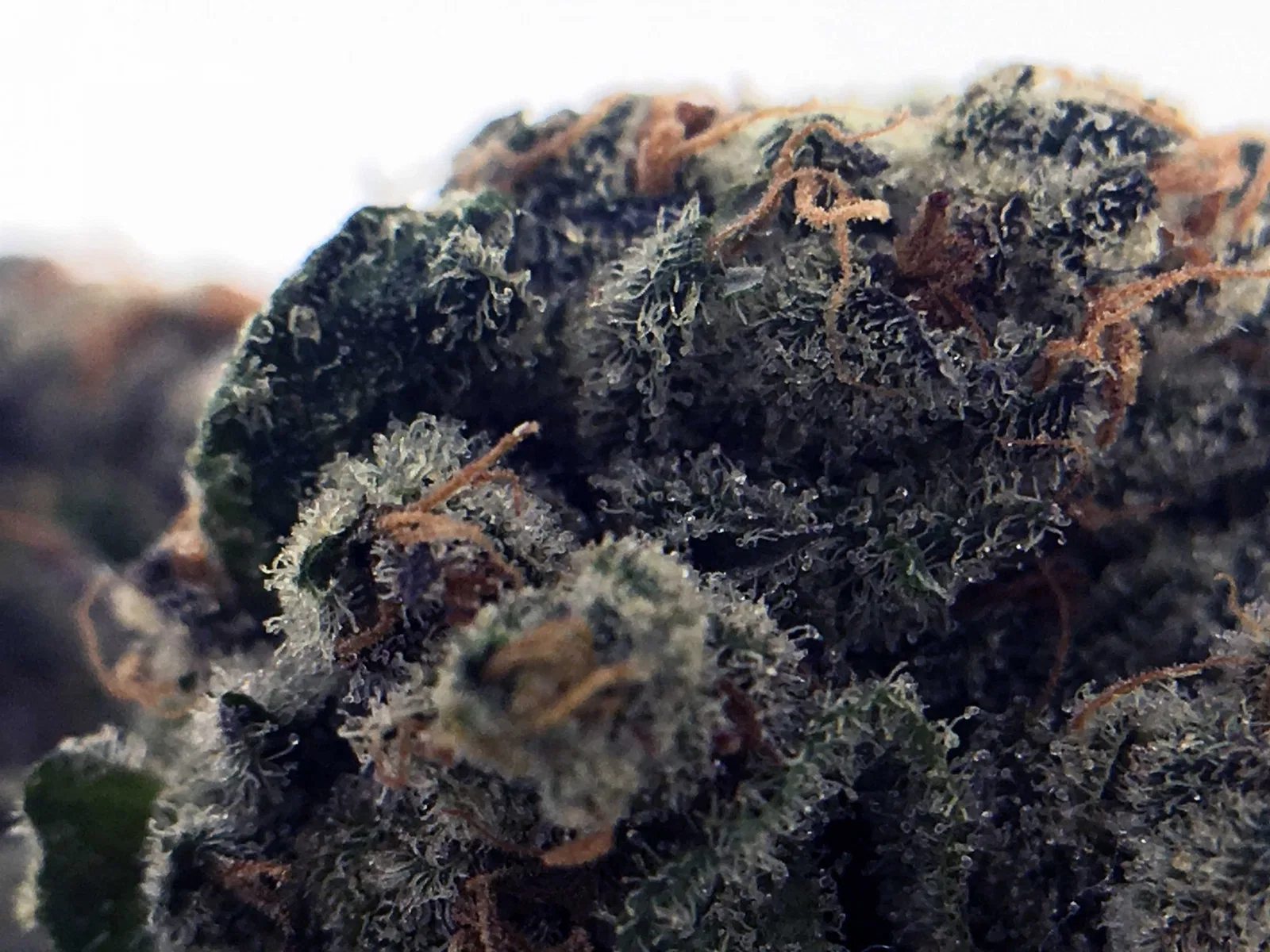 Sour Power OG cannabis flower from the original UK review archive.