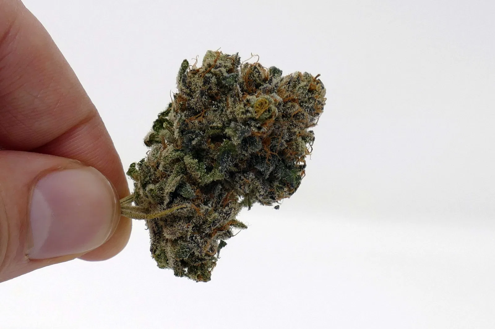 Sour Power OG cannabis flower from the original UK review archive.