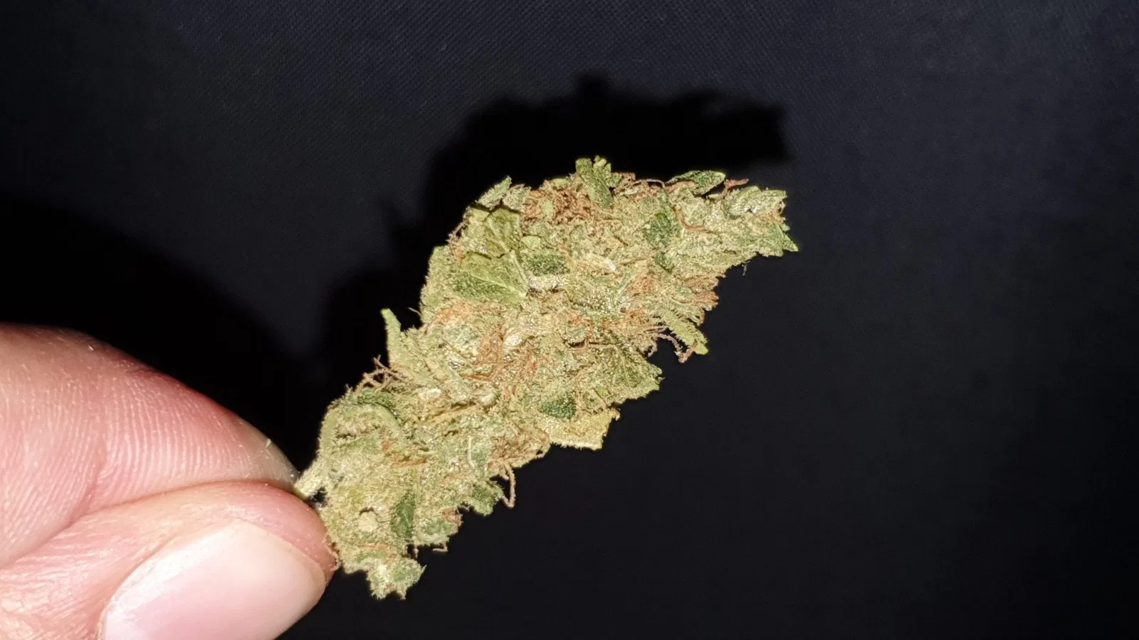 Sour Tangie cannabis flower from the original UK review archive.