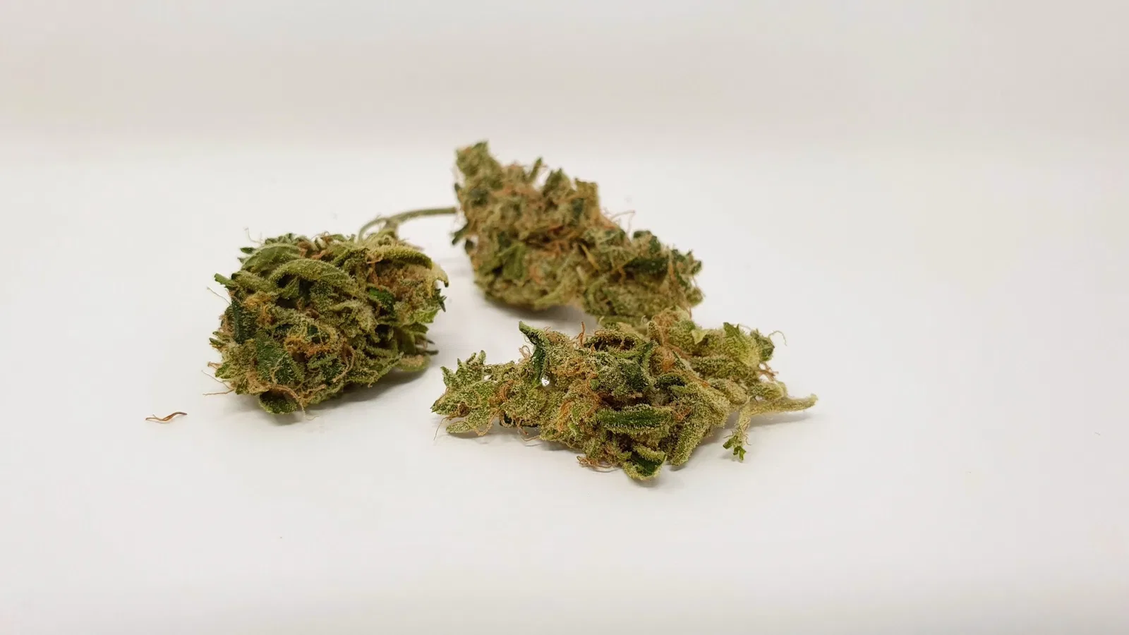 Sour Tangie cannabis flower, shown as a similar-cultivar reference for Mimosa; not Mimosa