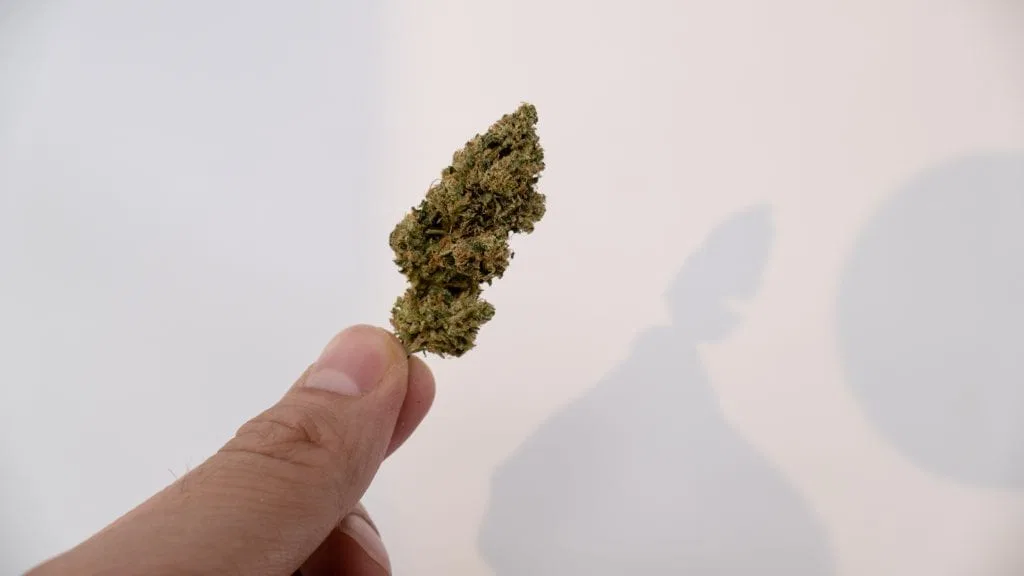 SSFVTK cannabis flower from the original UK review archive.