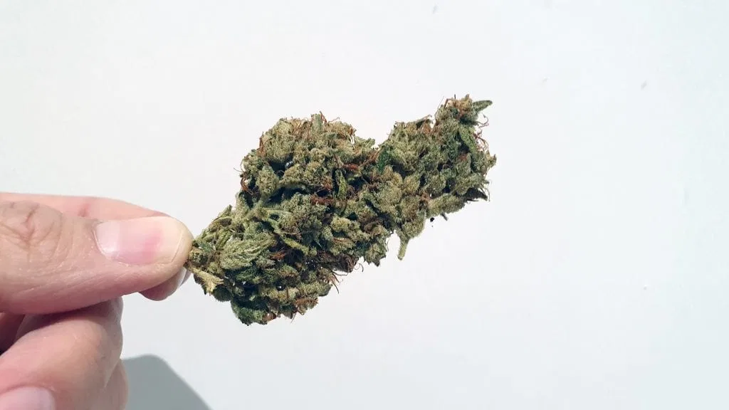 SSSDH cannabis flower from the original UK review archive.