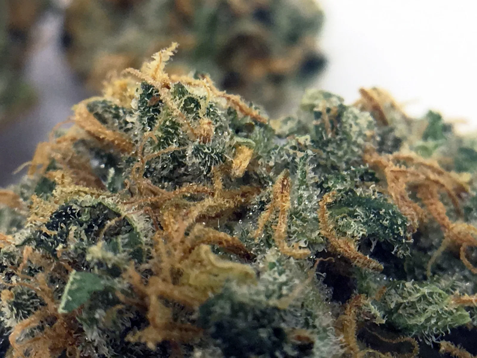 Strawberry Cough cannabis flower from the original UK review archive.