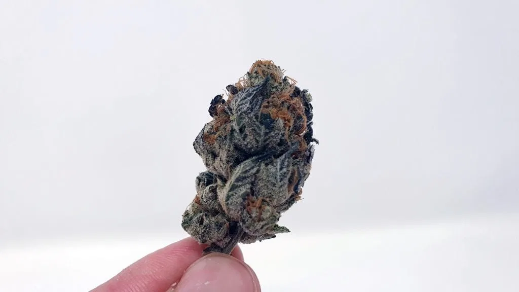Sunset Sherbet cannabis flower from the original UK review archive.