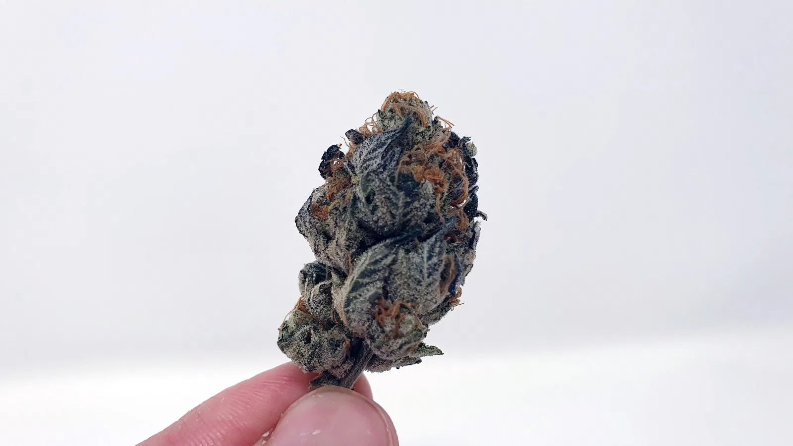 Sunset Sherbet cannabis flower from the original UK review archive.