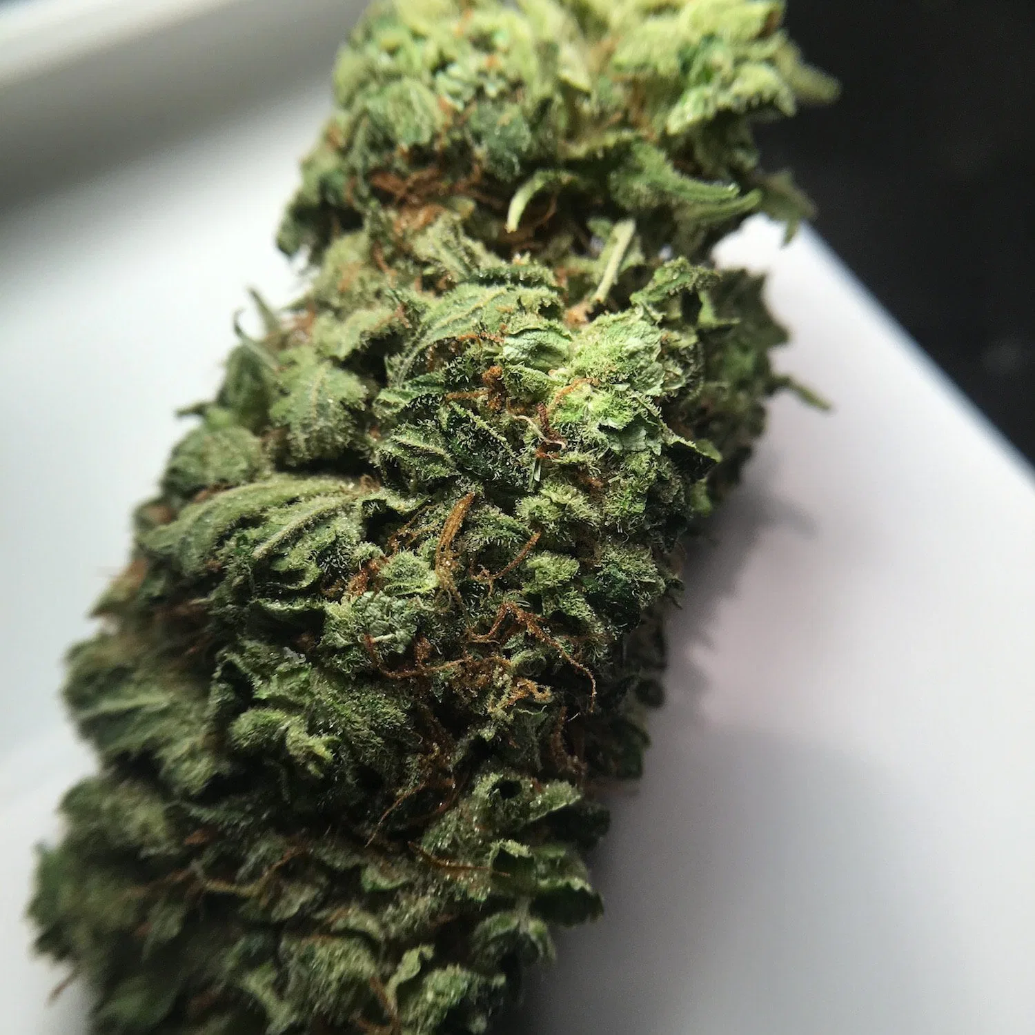 Super Bud cannabis flower from the original UK review archive.