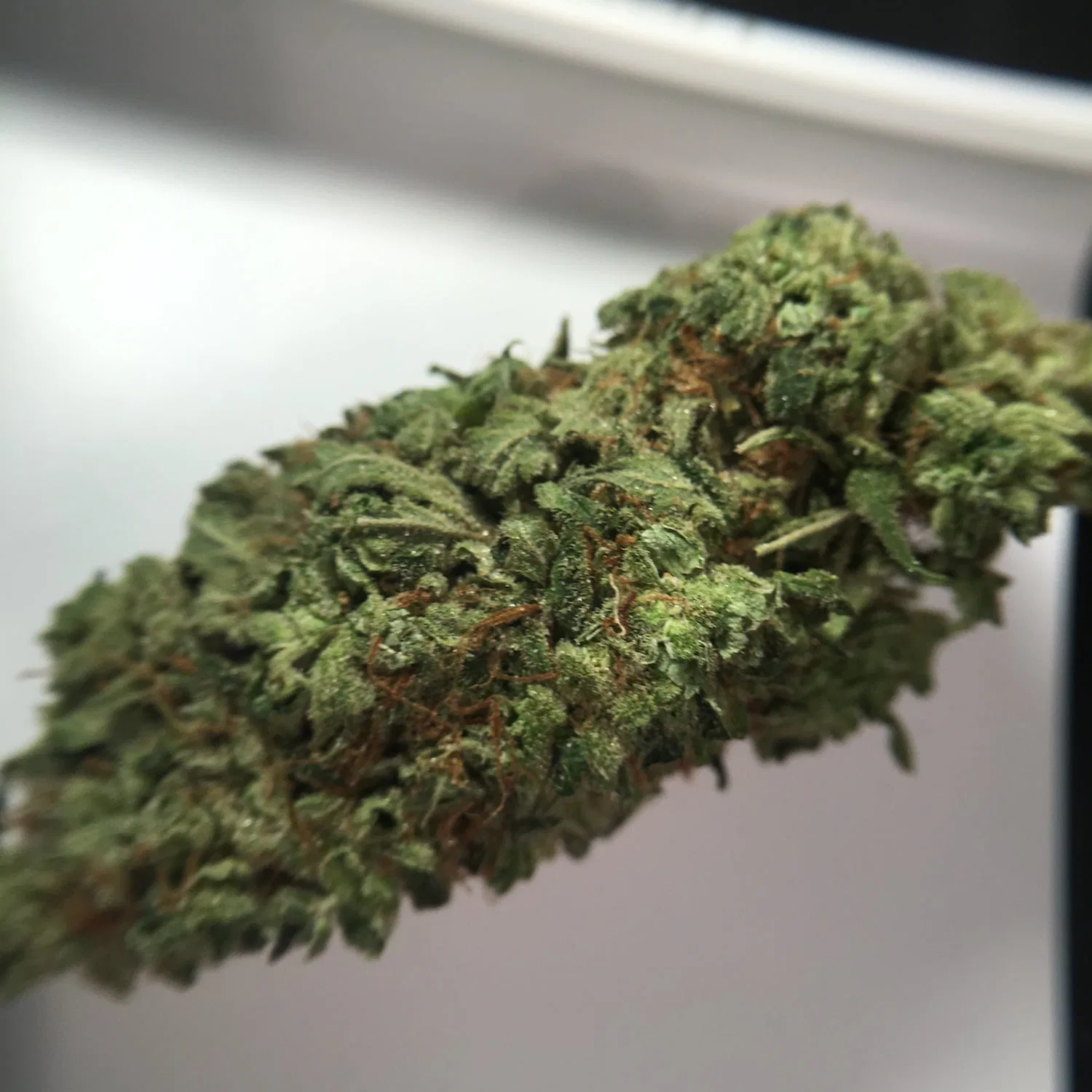 Super Bud cannabis flower, shown as a similar-cultivar reference for Super Runtz; not Super Runtz