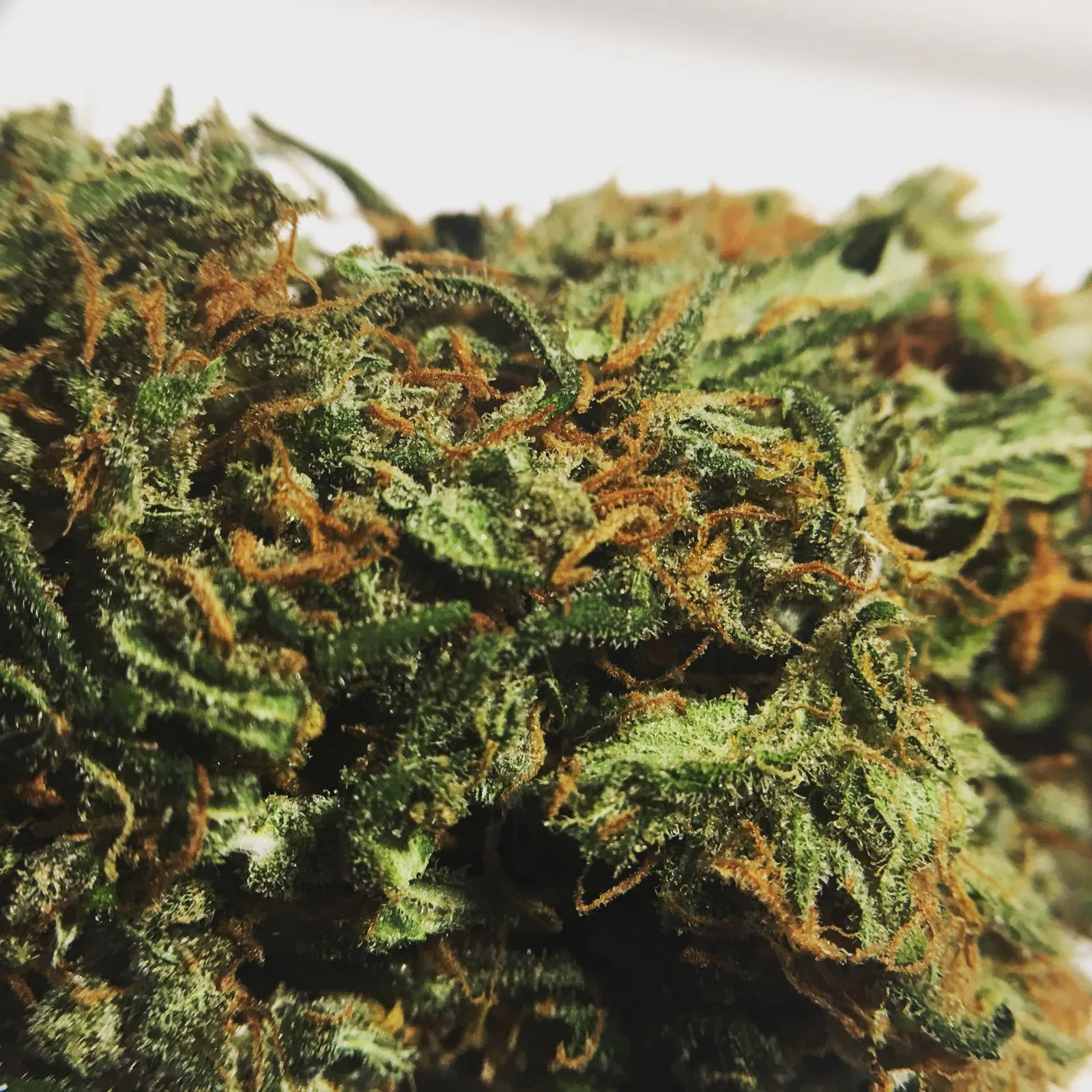 Super Silver Haze cannabis flower from the original UK review archive.