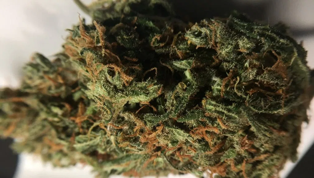 Super Silver Haze cannabis flower from the original UK review archive.